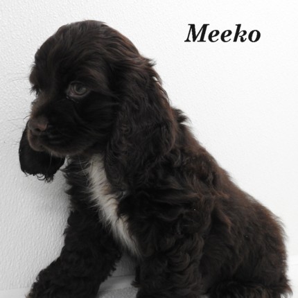 puppy, for, sale, Cocker Spaniel, Joe & Cherri  Overlease, dog, breeder, Miller, MO, dog-breeder, puppy-for-sale, forsale, nearby, find, puppyfind, locator, puppylocator, aca